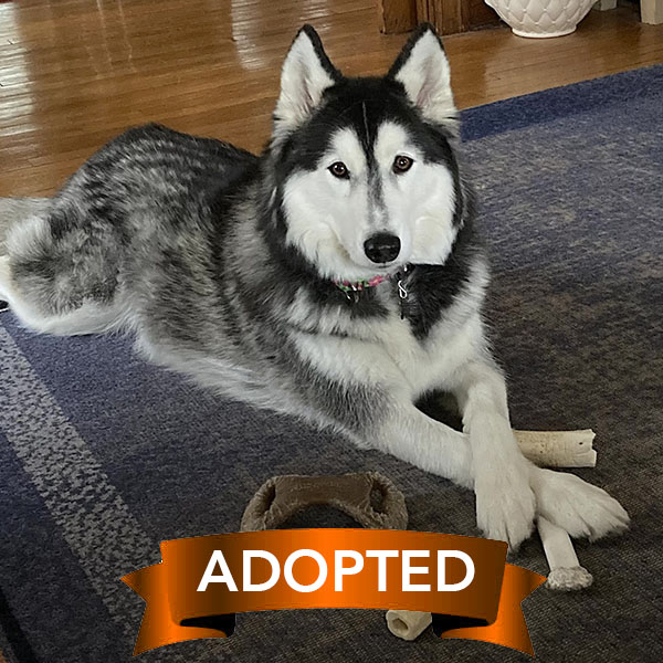 sadie-adopted sadie-adopted