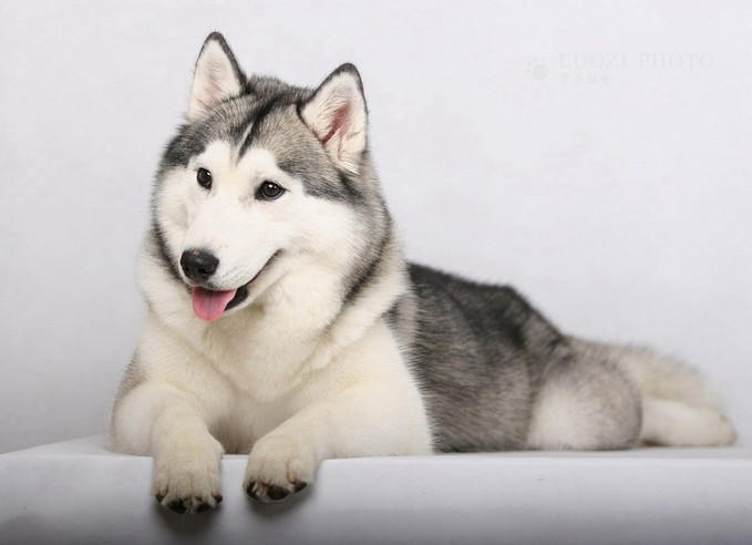 what breeds make up a siberian husky