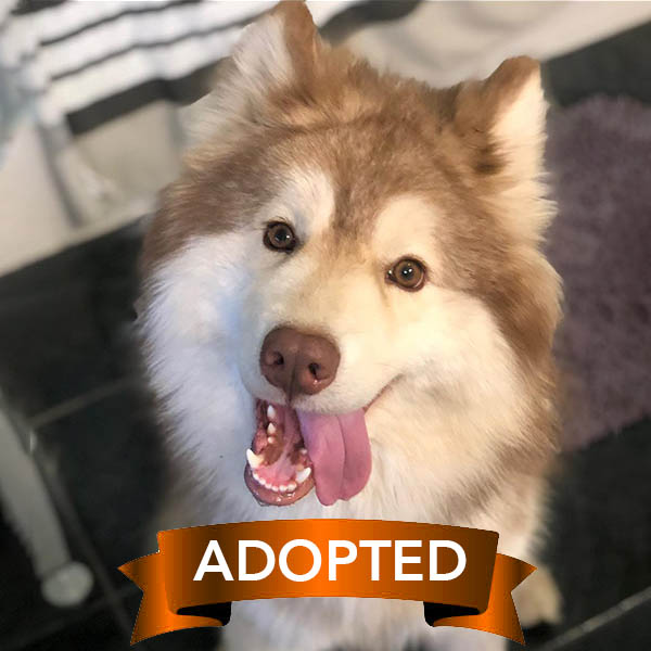 simba-adopted