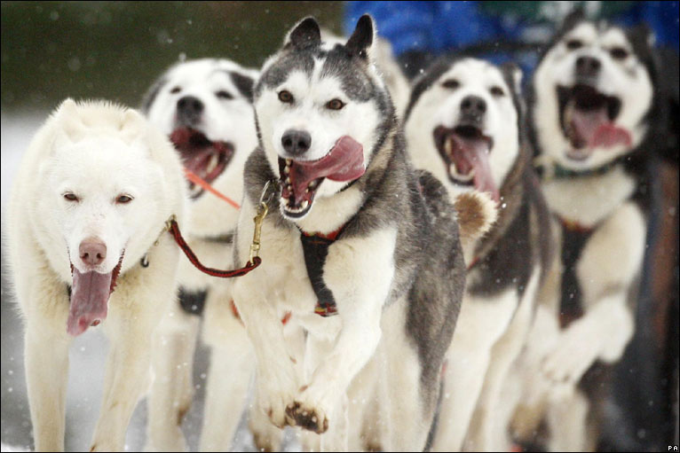 sled racing