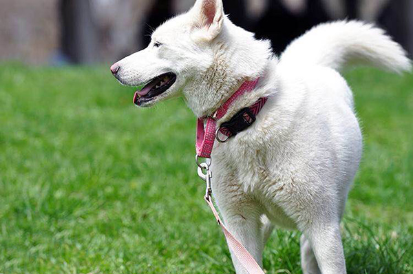 white-husky