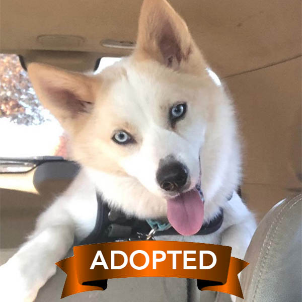 yenny-adopted
